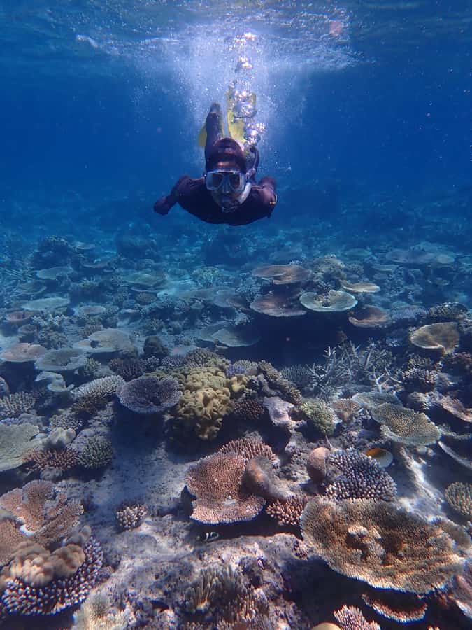 Port Douglas: Outer Great Barrier Reef Snorkeling Cruise - Lunch, cake, and a reef lesson