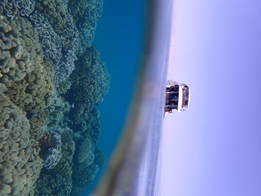 Port Douglas: Outer Great Barrier Reef Snorkeling Cruise - Third site: time to explore and take photos