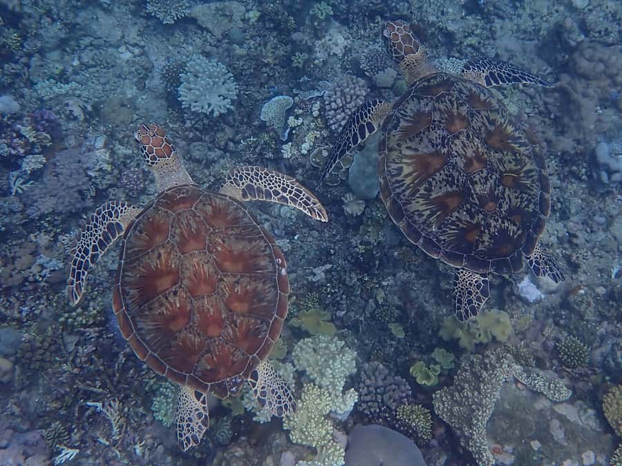 Port Douglas: Outer Great Barrier Reef Snorkeling Cruise - The return ride and the shape of the day