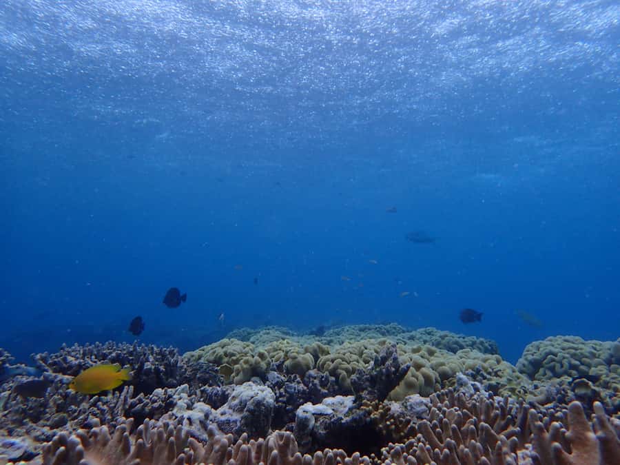 Port Douglas: Outer Great Barrier Reef Snorkeling Cruise - Environmental care that you can see in practice