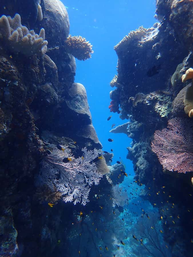Port Douglas: Outer Great Barrier Reef Snorkeling Cruise - First site: getting comfortable on the Outer Reef