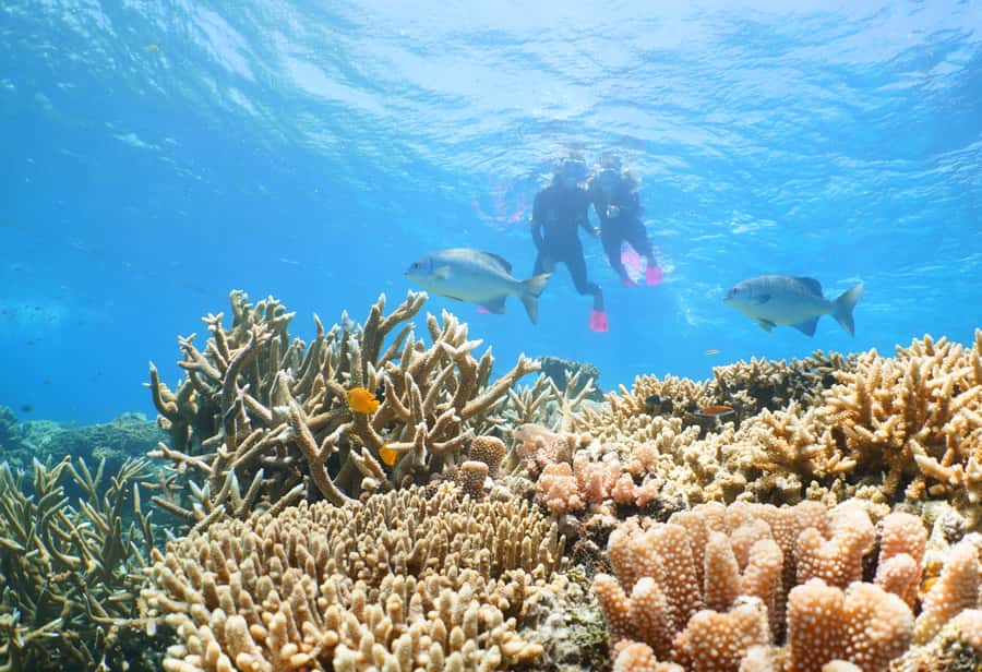 Port Douglas: Quicksilver Outer Barrier Reef Full-Day Cruise - From Port Douglas Marina to the Outer Reef