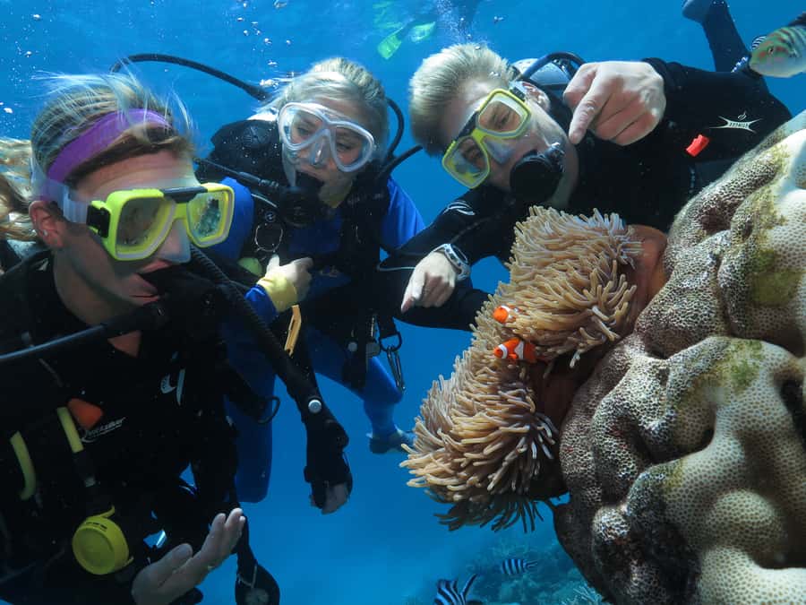 Port Douglas: Quicksilver Outer Barrier Reef Full-Day Cruise - How the day works for different kinds of visitors