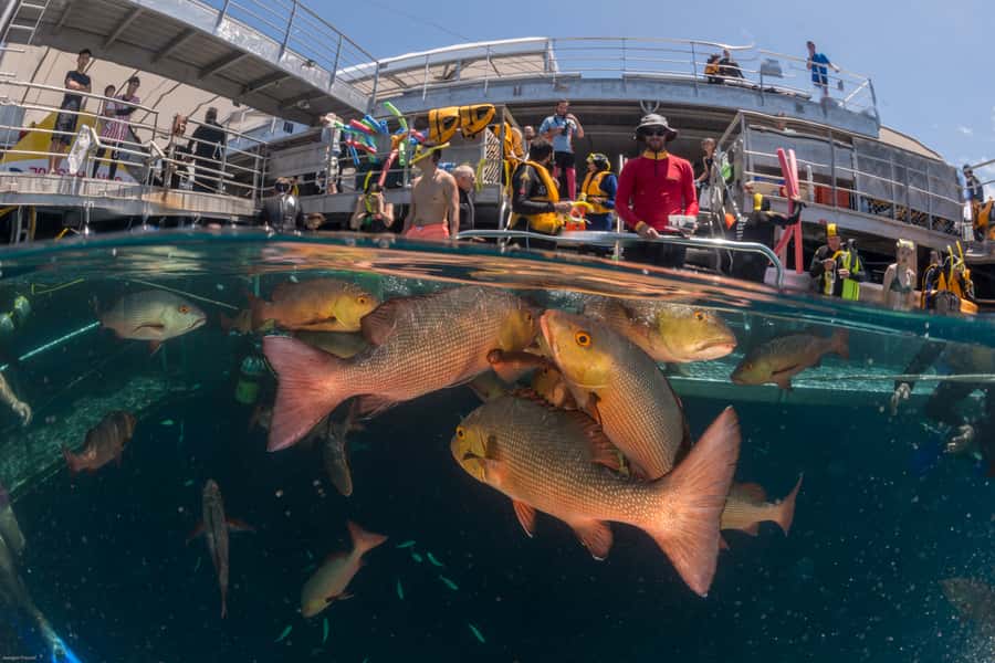 Port Douglas: Quicksilver Outer Barrier Reef Full-Day Cruise - Access, transfers, and cancellation