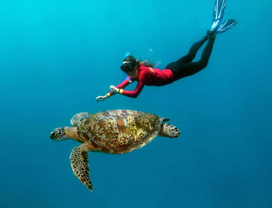 Port Douglas: Quicksilver Outer Barrier Reef Full-Day Cruise - Why Agincourt Reef is the star of the day