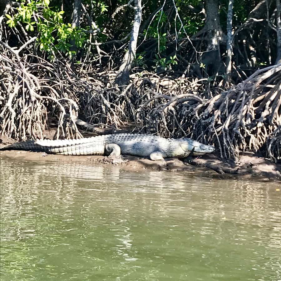 Port Douglas: River Cruise, Crocodile Spotting, Drink/ Snack - Mangroves, mudflats, and the quiet side of Port Douglas