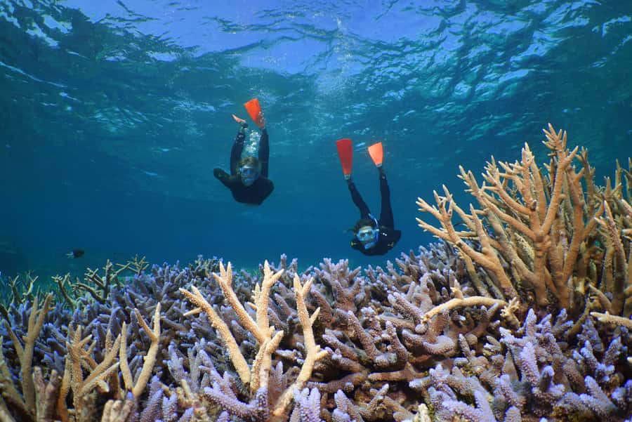 Port Douglas: Silversonic Great Barrier Reef Dive & Snorkel - Stop two: more time, more variety