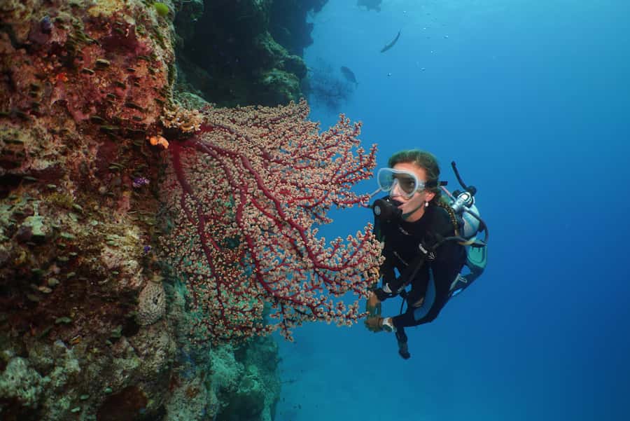 Port Douglas: Silversonic Great Barrier Reef Dive & Snorkel - Stop three: the guided look at the reef