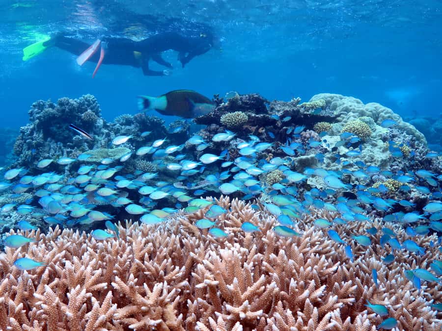 Port Douglas: Silversonic Great Barrier Reef Dive & Snorkel - Why Agincourt Ribbon Reef is worth the longer ride