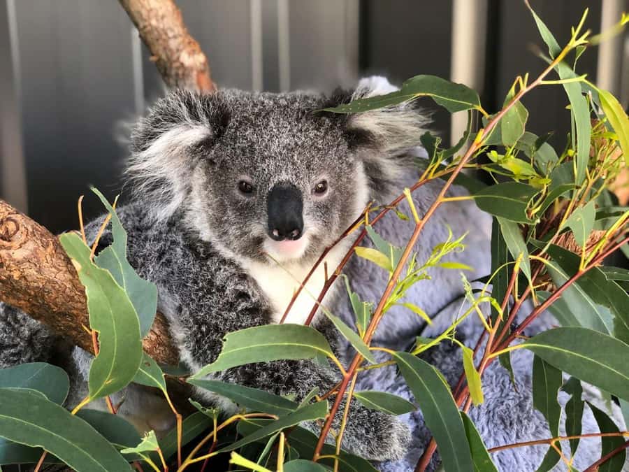 Port Stephens: Dolphin Cruise, Lunch, Koalas & Sandboarding - Key points at a glance