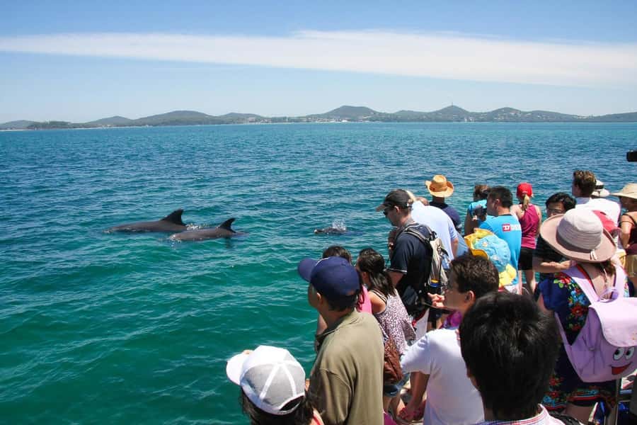 Port Stephens: Dolphin Cruise, Lunch, Koalas & Sandboarding - The Port Stephens Koala Sanctuary
