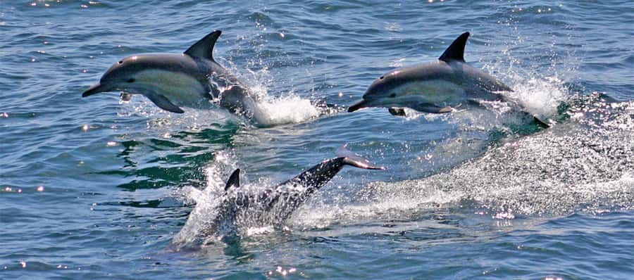 Port Stephens: Dolphin Cruise, Lunch, Koalas & Sandboarding - Should you book this Port Stephens experience?