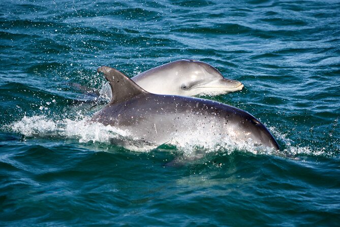 Port Stephens: Dolphin Discovery Cruise - Boarding at D’Albora Marina in Nelson Bay