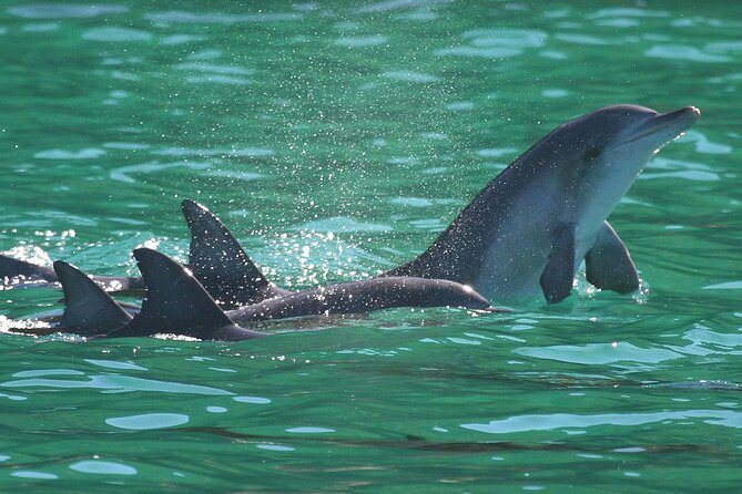 Port Stephens: Dolphin Discovery Cruise - Food, drinks, seating, and comfort