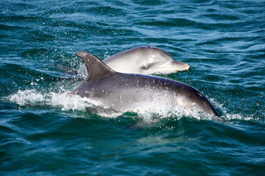 Port Stephens: Dolphin Watch Cruise with Swimming and Slides - Key points to know before you book