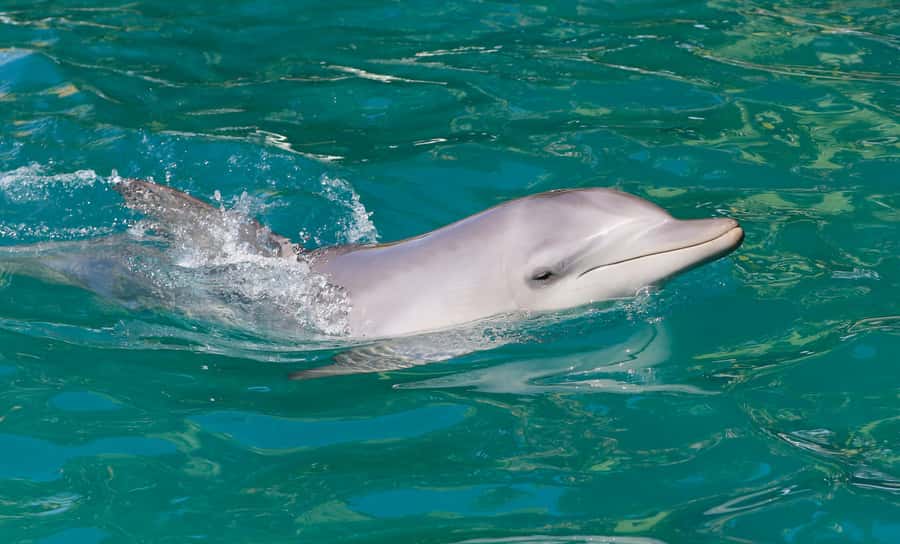 Port Stephens: Dolphin Watch Cruise with Swimming and Slides - Tomaree and Yacaaba from the water