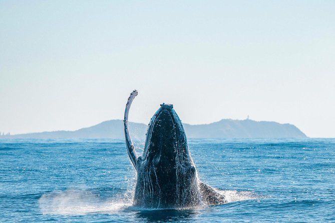 Premier Whale Watching Byron Bay - Watching humpback whales along the migration route