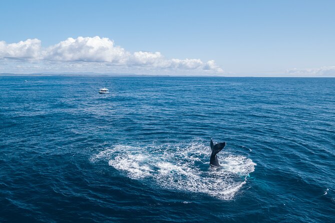 Premier Whale Watching Byron Bay - A marine biologist makes the difference