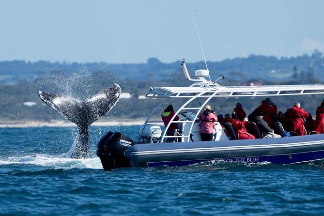 Premier Whale Watching Byron Bay - Photos, ponchos, and what to bring