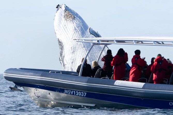 Premier Whale Watching Byron Bay - Who will enjoy this small-boat trip most
