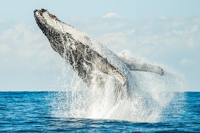 Premier Whale Watching Byron Bay - Leaving the Richmond River for Cape Byron Marine Park
