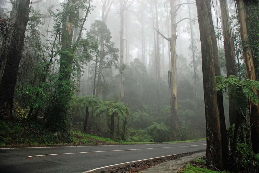 PREMIUM Great Ocean RD Tour REVRS-Luxry SML GRP-Hotel PickUP - Gibson Steps, Razorback, and Loch Ard Gorge