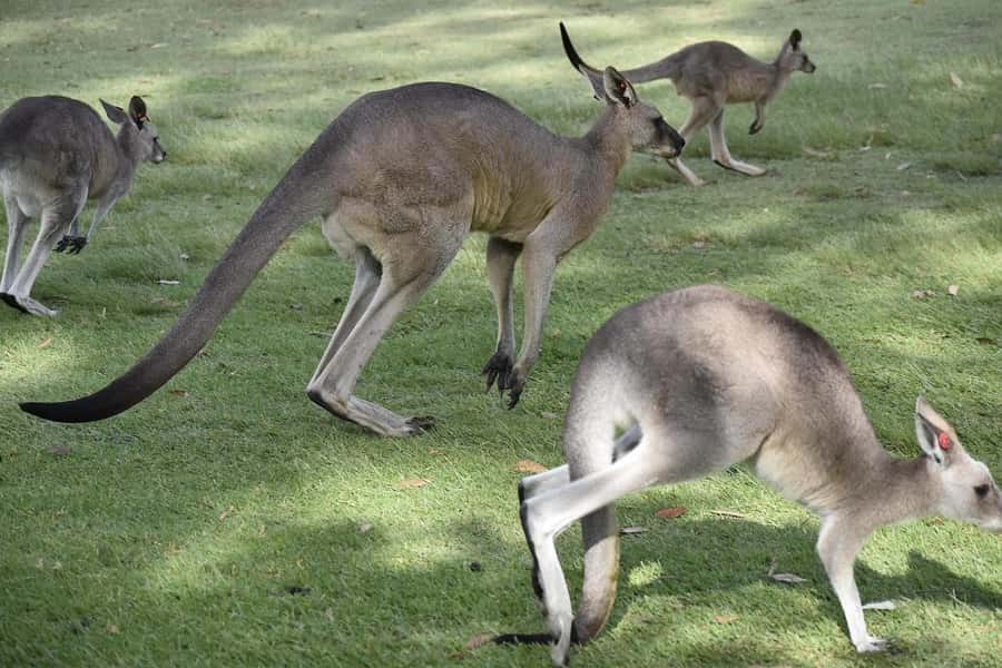 PREMIUM Great Ocean RD Tour REVRS-Luxry SML GRP-Hotel PickUP - Port Campbell or Apollo Bay for lunch