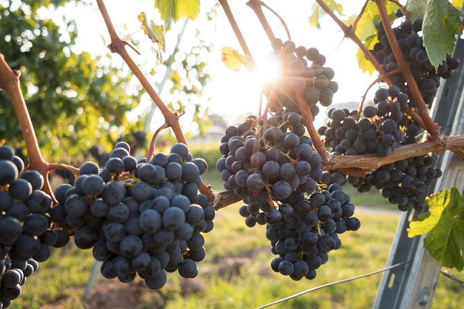 Premium Hunter Valley Wine Tour with Lunch from Sydney - Hunter Valley Gardens and the open-air pause