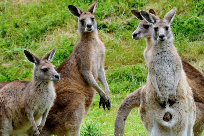 Puffing Billy And Healesville Sanctuary Scenic Tour - Chocolate, ice cream, and a short final stop