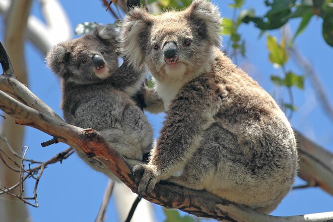 Puffing Billy And Healesville Sanctuary Scenic Tour - Guides can shape the whole day