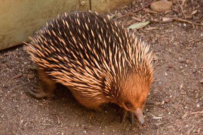 Puffing Billy And Healesville Sanctuary Scenic Tour - Who will enjoy this tour most