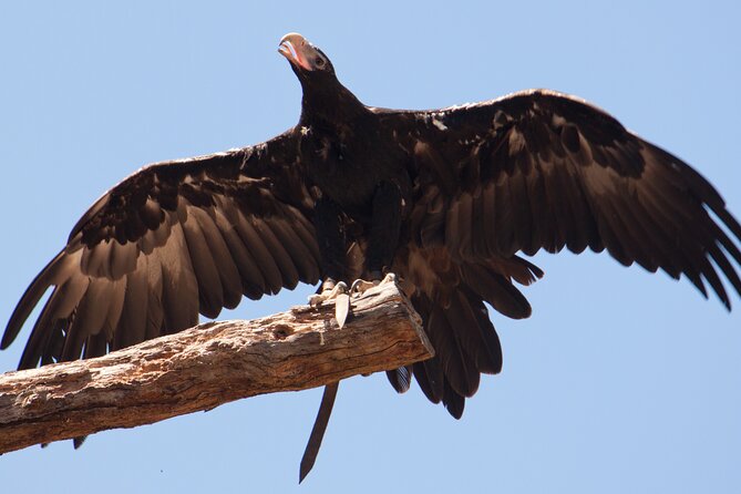Puffing Billy And Healesville Sanctuary Scenic Tour - Weather, cancellations, and realistic planning