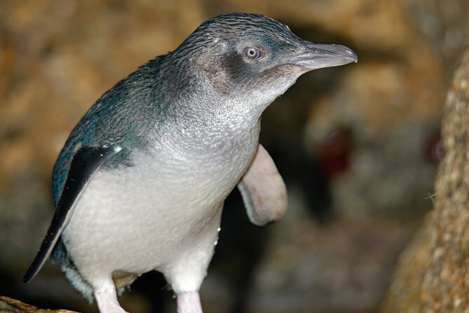 Puffing Billy And Phillip Island Penguin Parade Bus Tour - Waiting for the little blue penguins
