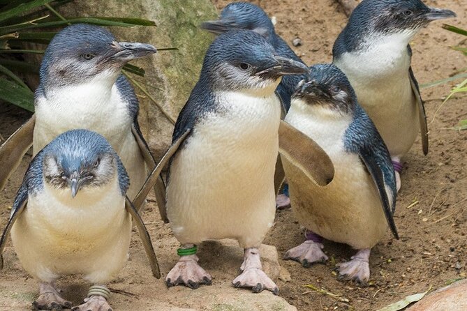 Puffing Billy And Phillip Island Penguin Parade Bus Tour - Timing, comfort, and the true cost