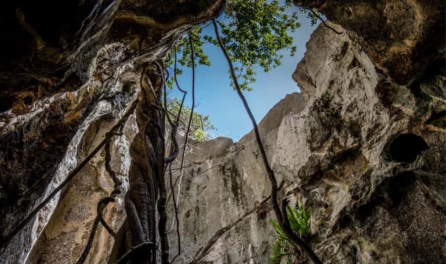 Queensland: 90 Minute Capricorn Caves Explorer Tour - Finding The Flowerpot among roots and rock