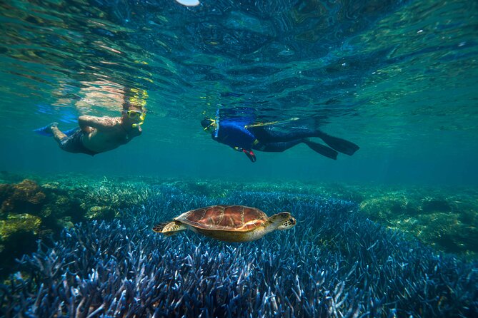 Quicksilver Great Barrier Reef Snorkel Cruise from Port Douglas - Semi-submersible and underwater observatory options