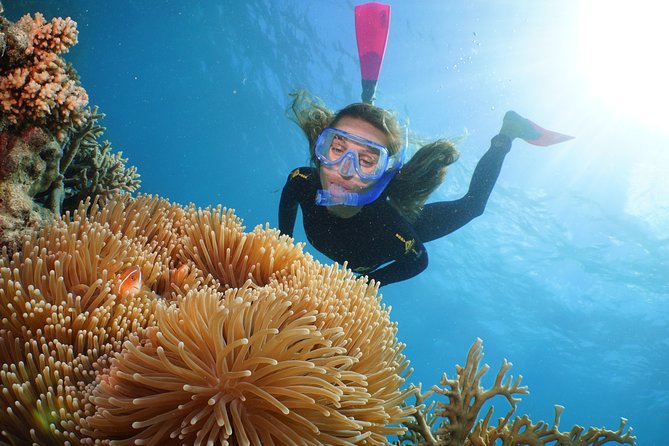 Quicksilver Great Barrier Reef Snorkel Cruise from Port Douglas - Reef conditions and what you may see