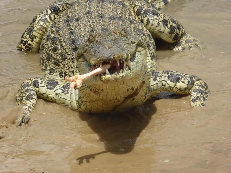 Rockhampton: Koorana Crocodile Farm Guided Tour - Arriving at Queensland’s first commercial crocodile farm