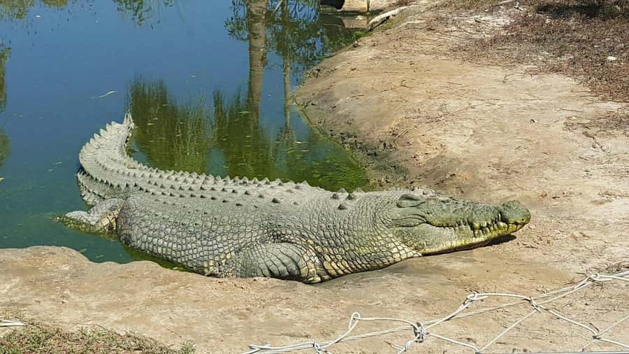 Rockhampton: Koorana Crocodile Farm Guided Tour - The farm walk brings you close to the crocodiles