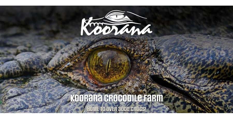 Rockhampton: Koorana Crocodile Farm Guided Tour - The opening talk explains conservation and commercialisation