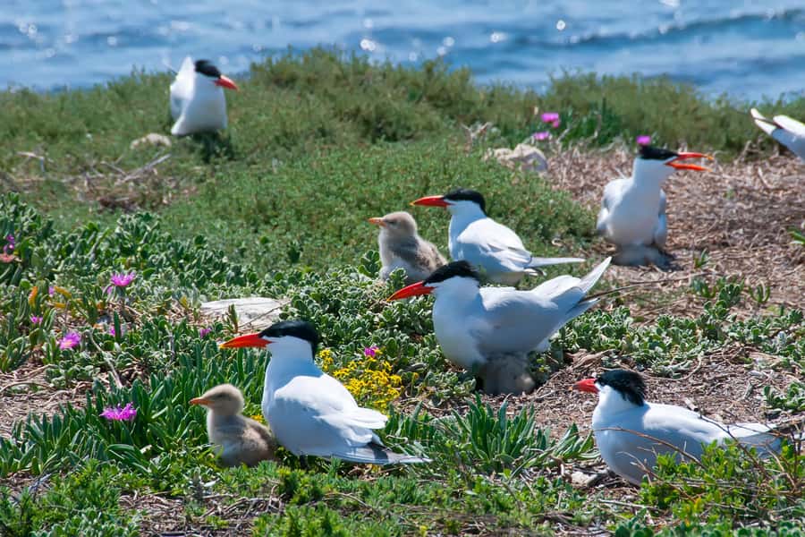 Rockingham: Shoalwater Islands, Dolphins, and Sea Lions Tour - Key points to know before you go