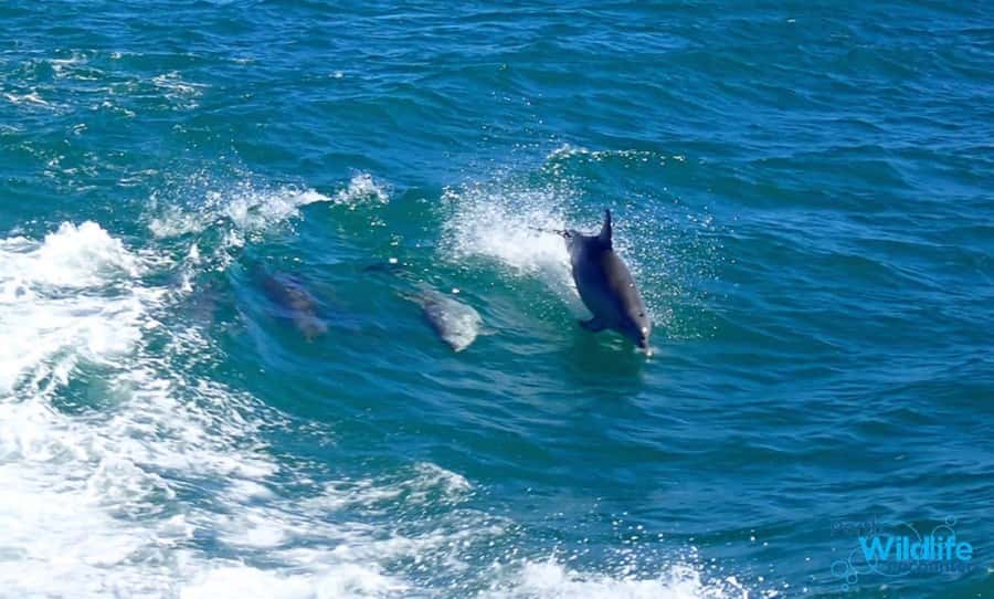 Rockingham: Shoalwater Islands, Dolphins, and Sea Lions Tour - Setting out from Penguin Island