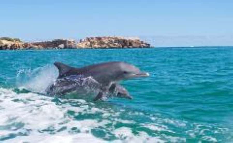 Rockingham: Shoalwater Islands, Dolphins, and Sea Lions Tour - Seal Island and the sea lions