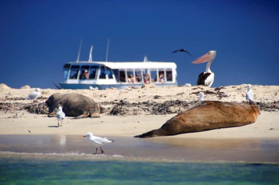 Rockingham: Shoalwater Islands, Dolphins, and Sea Lions Tour - Penguin Island, penguins, and changing expectations