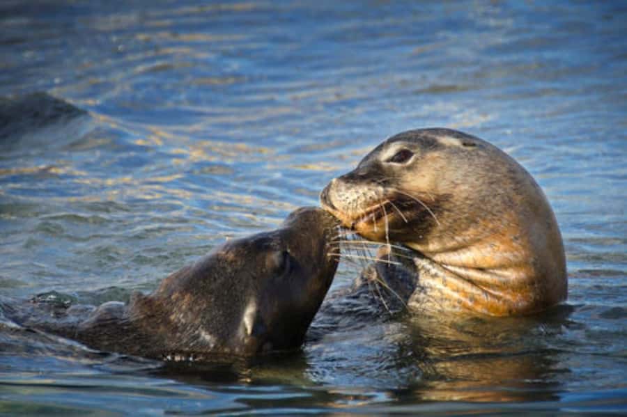 Rockingham: Shoalwater Islands, Dolphins, and Sea Lions Tour - How the crew shapes the experience