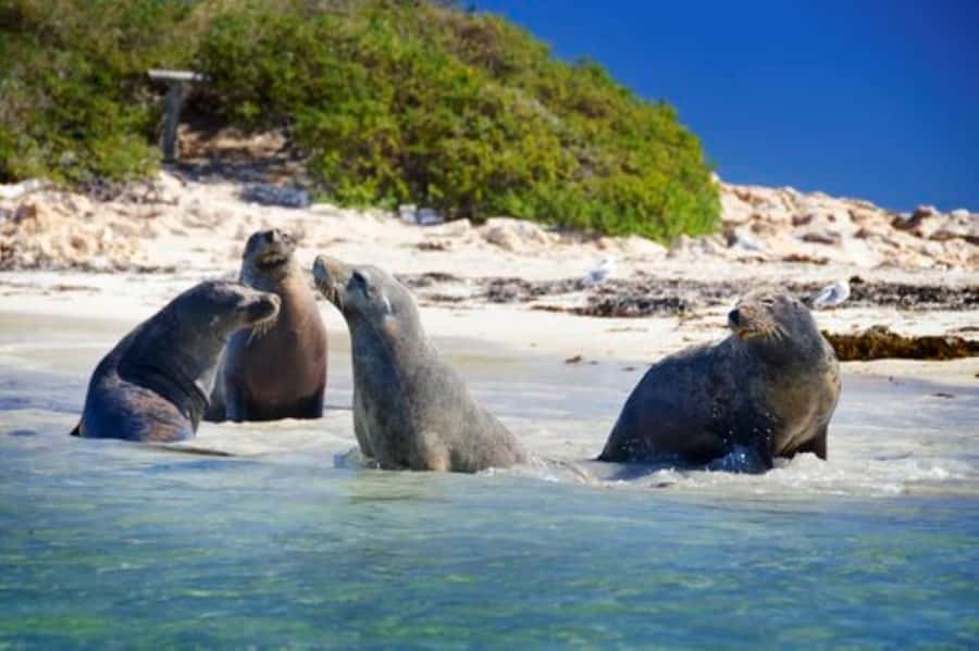 Rockingham: Shoalwater Islands, Dolphins, and Sea Lions Tour - A calm route through Shoalwater Islands Marine Park