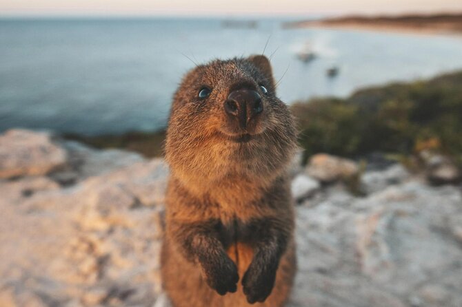 Rottnest Island Round-Trip Ferry from Perth - Why Rottnest Island makes a strong Perth day trip