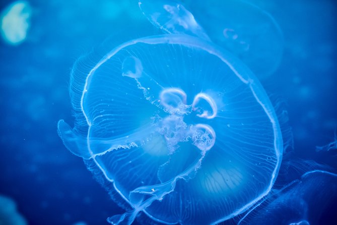 SEA LIFE Melbourne Aquarium Admission Ticket - Key points to know before you go