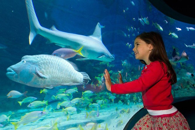 SEA LIFE Melbourne Aquarium Admission Ticket - Talks, feedings, and interactive features