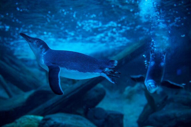SEA LIFE Sunshine Coast Aquarium Entrance Ticket - How long should you allow?